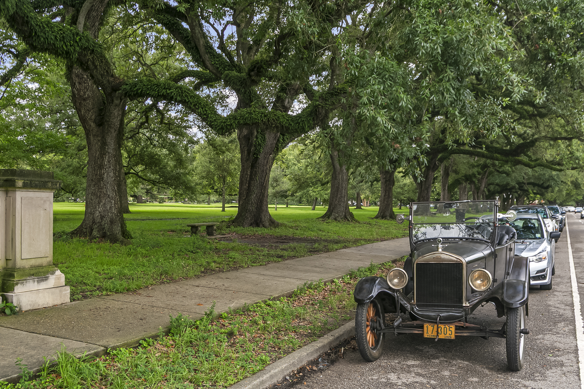 Live oak canopy over an avenue in New Orleans City Park, near the neighborhoods Philip Ewbank serves
